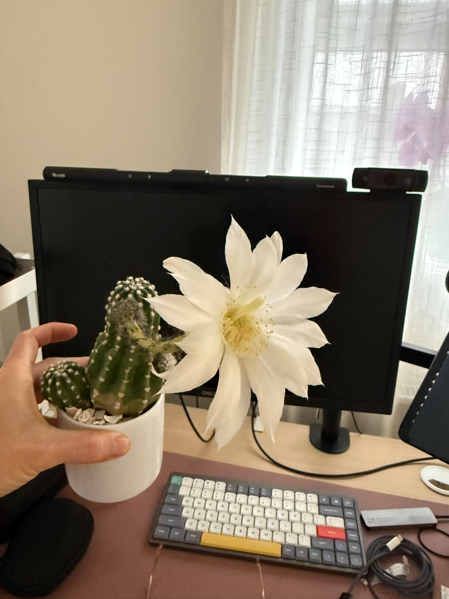 A flowering cactus at Rosina's desk